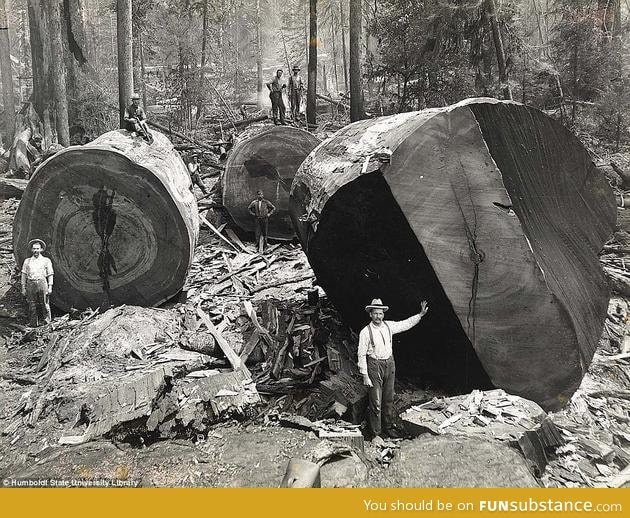 California lumberjacks work on redwoods