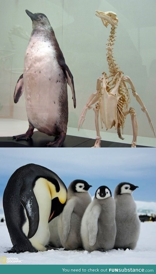 Penguins have long necks.