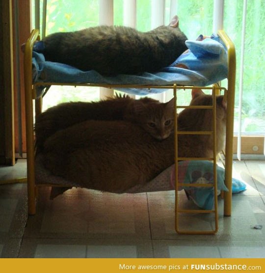 Bunk bed for cats