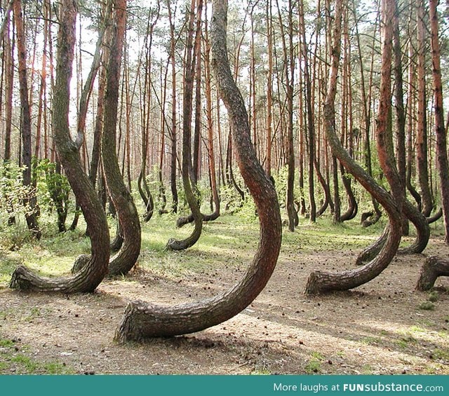 The crooked forest of gryfino, poland