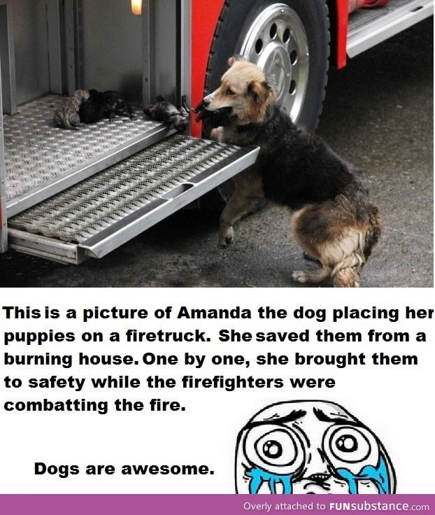 Dogs are awesome
