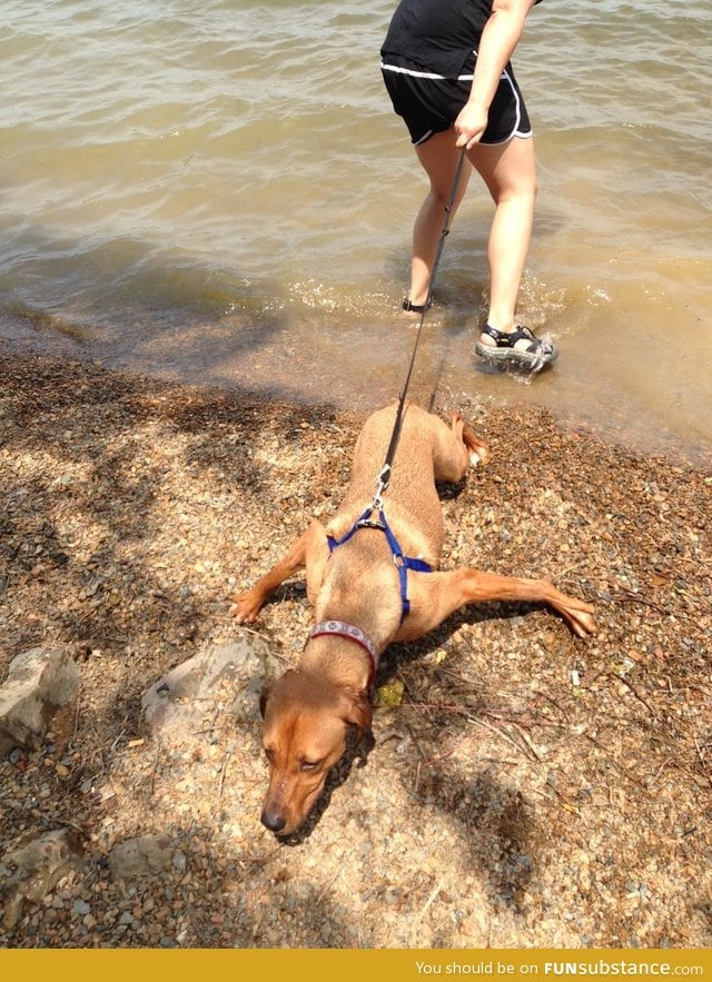 My friend's dog does not like the water