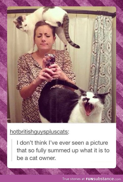 What it is like to be a cat owner