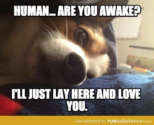 Overly attached puppy