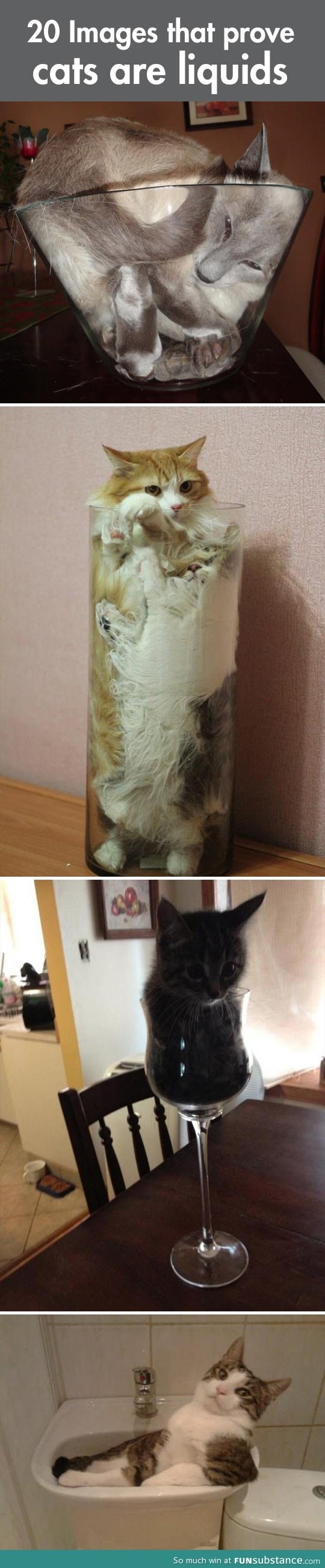 Why cats are liquids