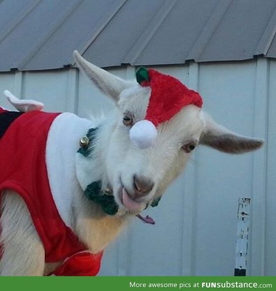 Happy holidays from Christmas goat!
