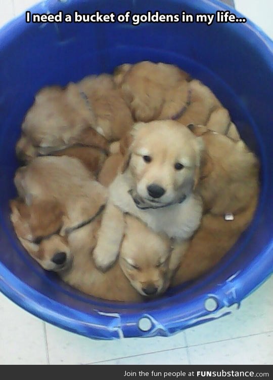 A Bucket of cuteness