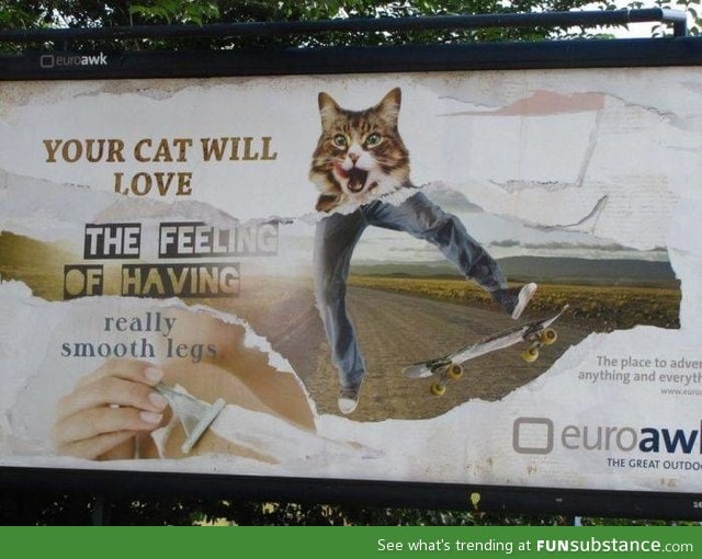 Your cat will love.