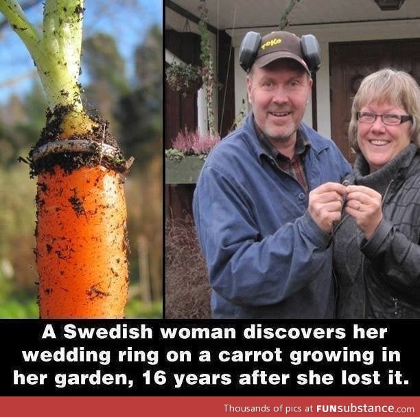 Carrots grow for 16 years