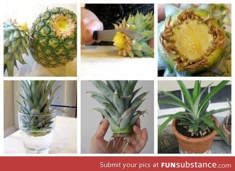 How to grow a pinapple