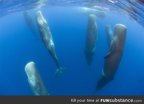 Sperm whales sleep erect