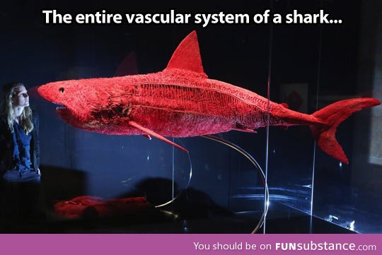 Shark's anatomy