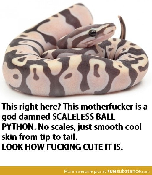 Scaless ball python