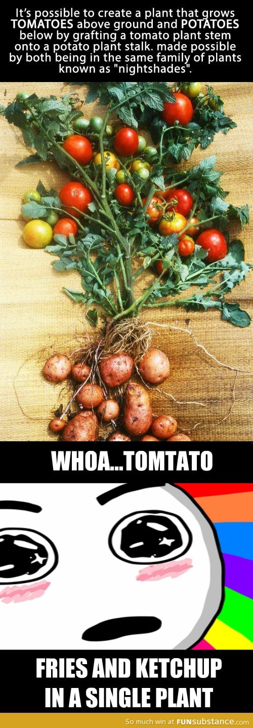 Tomato + potato = tomtato