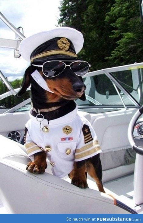 This dog is way classier than me