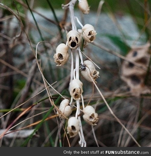Skullplant