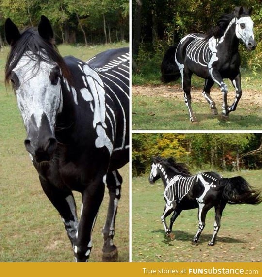 A horse's halloween costume