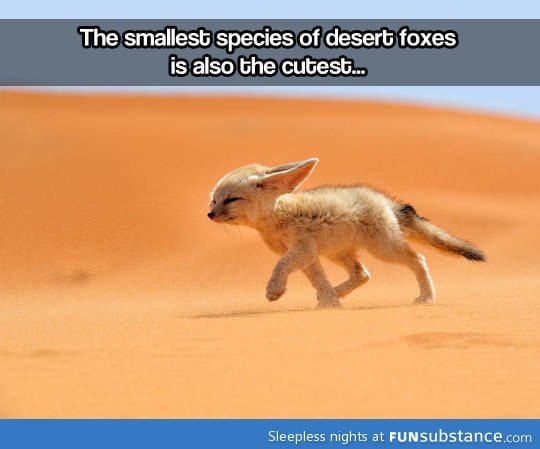 The tiny desert fox