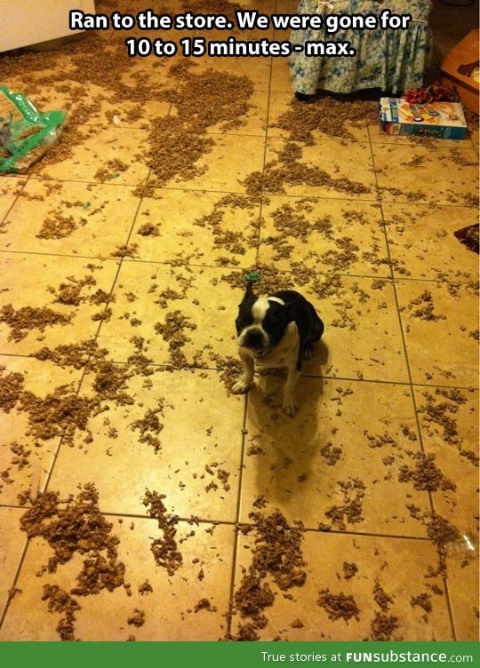Some dogs just want to watch the world clean up their mess