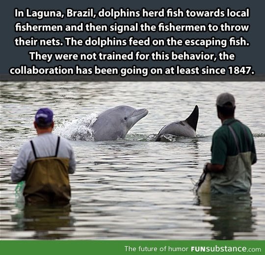Good guy dolphins