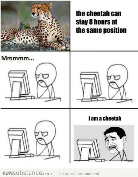 I am a cheetah