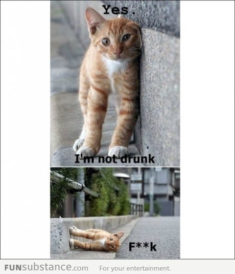 Drunk cat is drunk