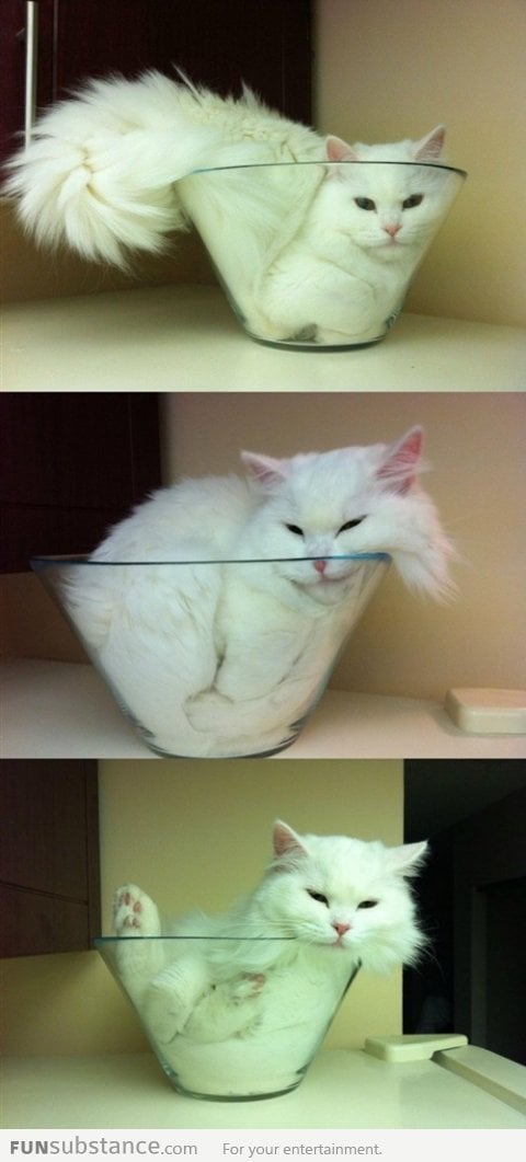 Cat sleeping in  a bowl