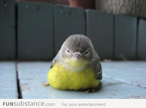 The original angry bird