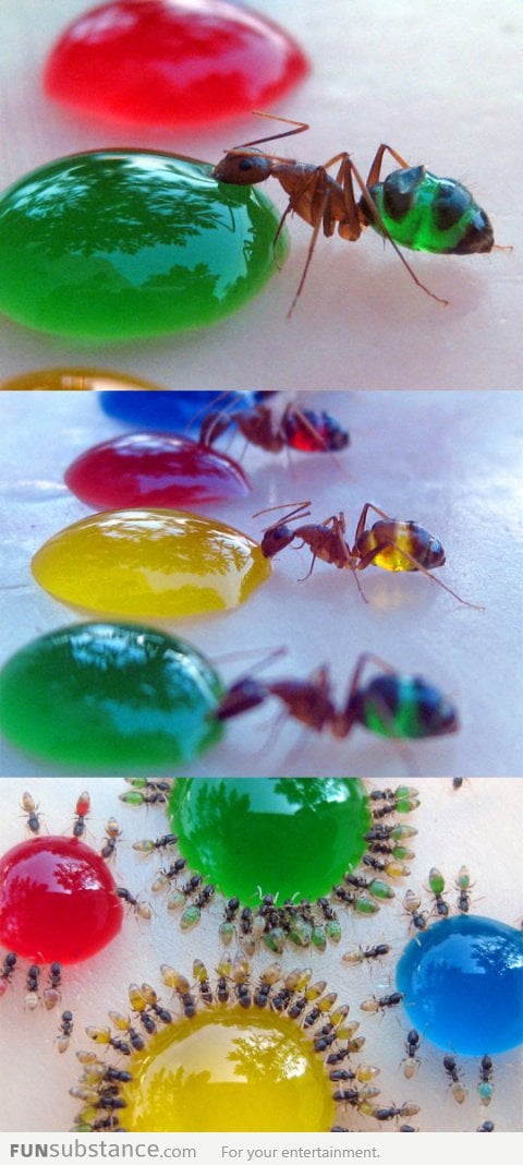 Colorful ants