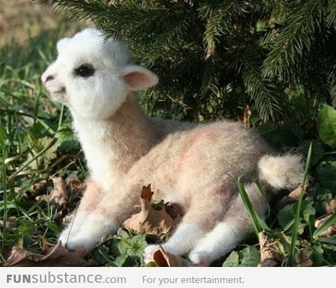 Just a baby llama