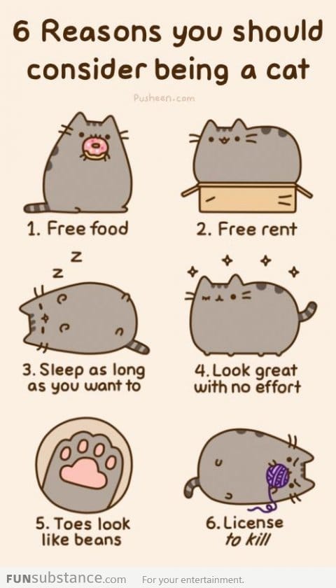 6 reasons to be a cat