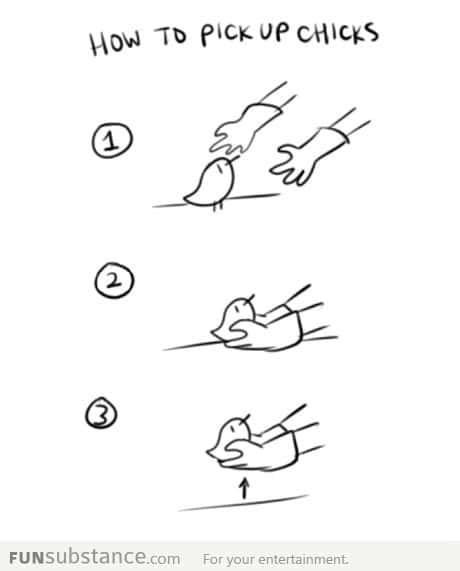 How to pick up chicks