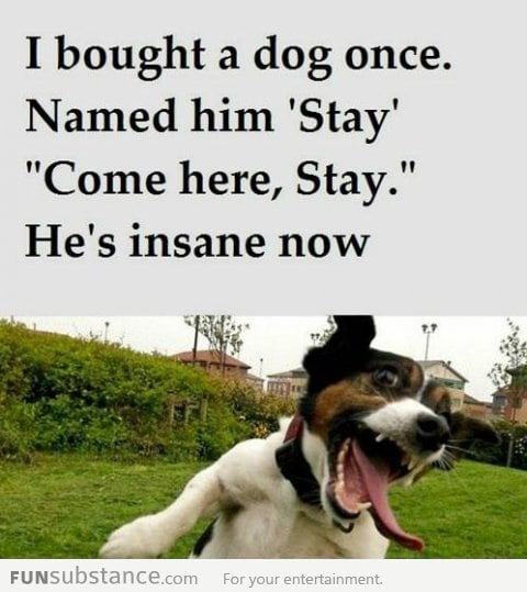 I bought a dog once...