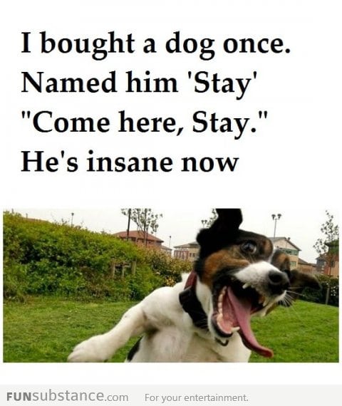 How to make a dog crazy