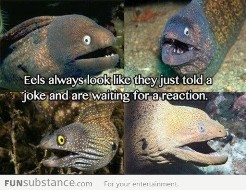 Eels just have that face