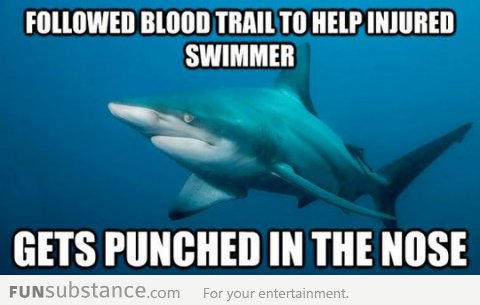 Misunderstood shark