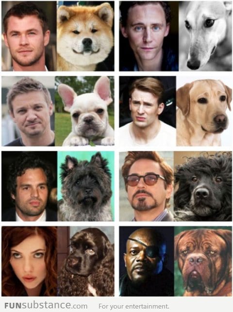 Dogs That Look Like The Avengers...