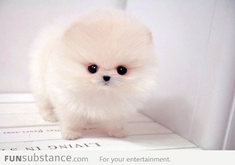 Teacup Pomeranian Puppy