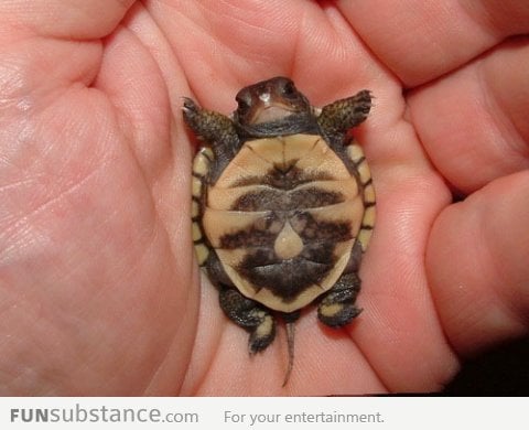 Newborn baby turtle