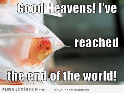 Goldfish reaches the end of the world