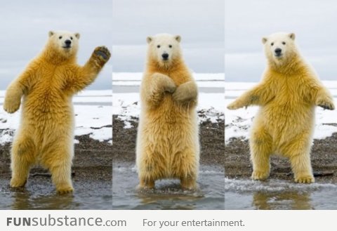 The Dancing Polar Bear