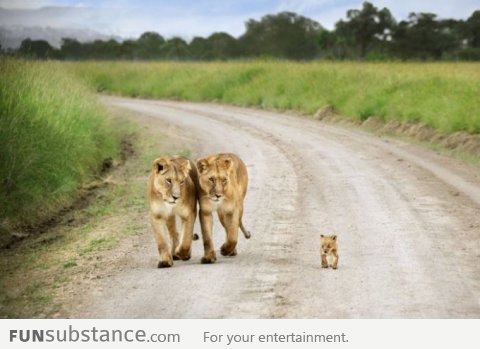 Baby Lion Proud Walk