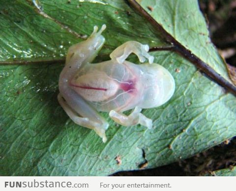 Fully translucent rain forest frog