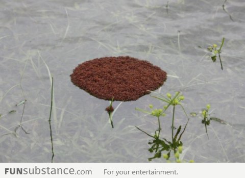 Mind Blowing: How Red Ants Survive Flooding