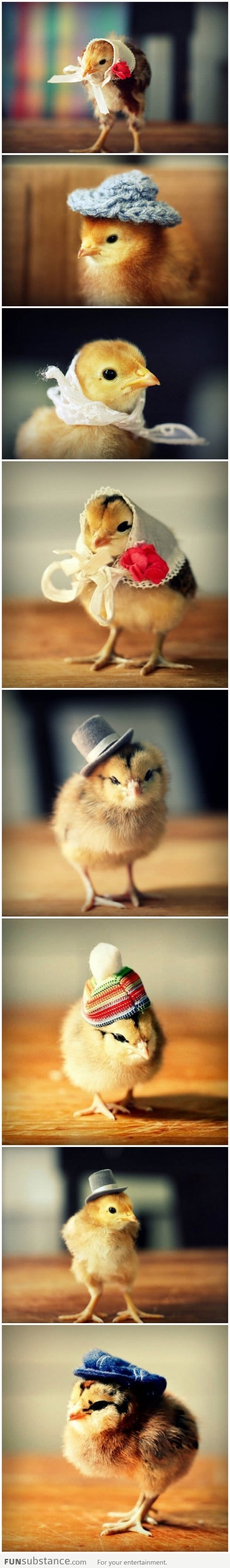 Cute baby chicks wearing hats