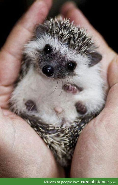 The cutest baby hedgehog you'll see today
