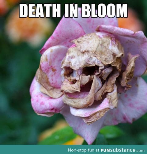 Rotting flower