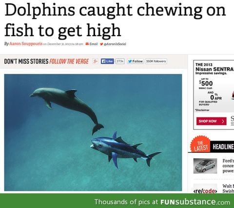 Party dolphins