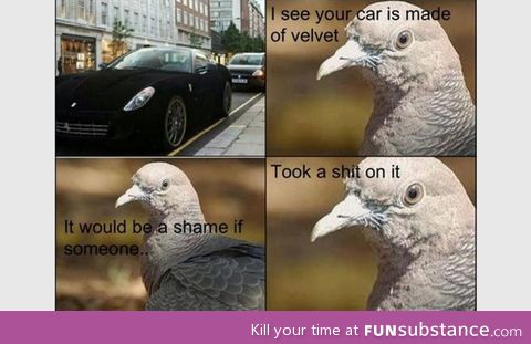Creepy pigeon