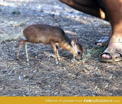 Royal antelope being all cute